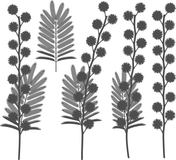 与含羞草花图片下载