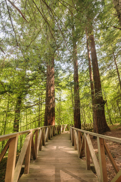 森林里的木栈道图片下载