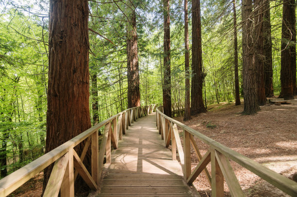 森林里的木栈道图片下载