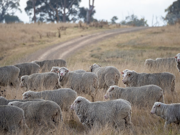 一群澳大利亚美利奴羊图片下载
