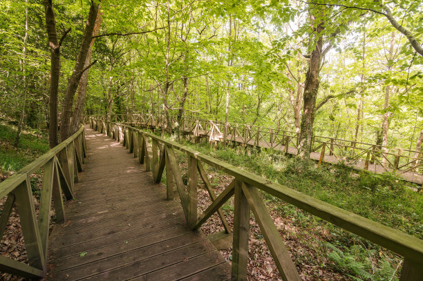 森林里的木栈道图片下载