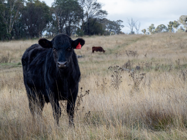 澳大利亚黑安格斯牛图片下载