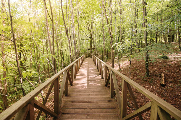 森林里的木栈道图片下载