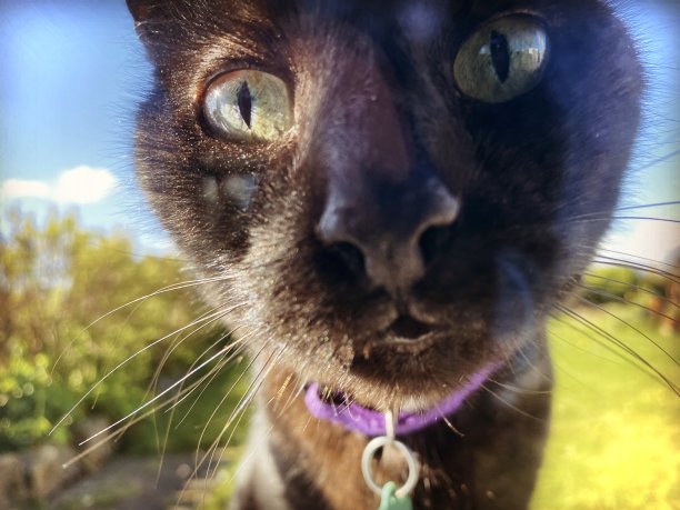 可爱的小黑猫想从花园里进来图片下载