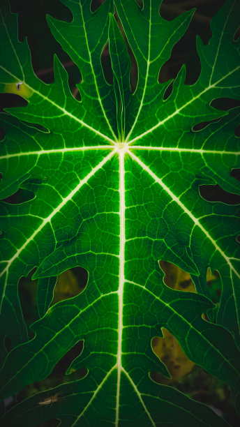 木瓜叶的特写图片下载