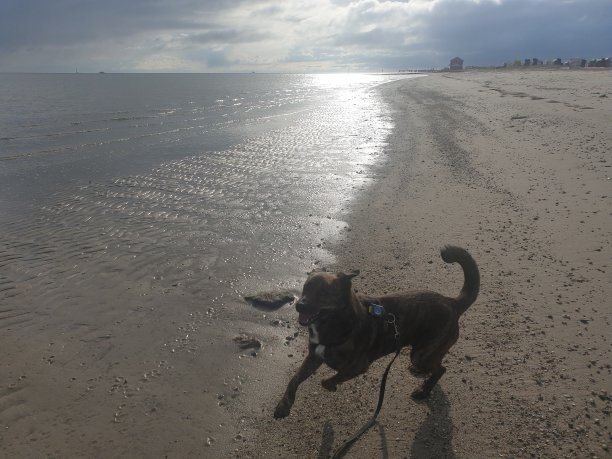 在海滩上玩耍的狗图片下载