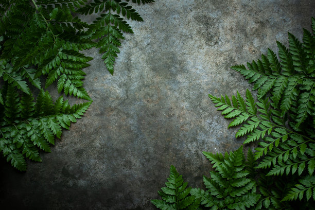 热带树叶构成的创意自然布局。夏天的概念。蕨类棕榈和怪兽叶的墙壁纹理。图片下载