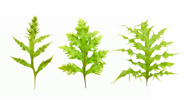 一套热带蕨类叶子在白色背景的设计元素图片下载