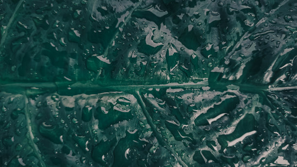 绿叶和几滴雨水的特写图片下载