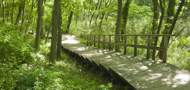 森林楼梯图片下载