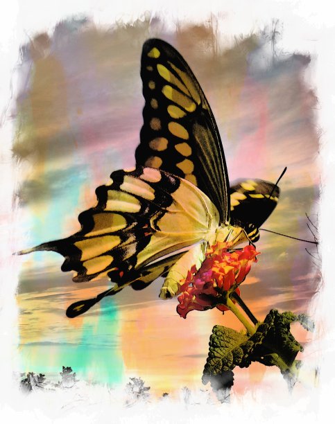 蝴蝶日落图片下载