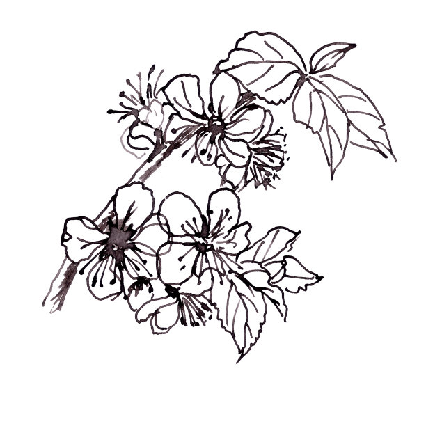 苹果枝开花，白色背景上黑白图形图片下载