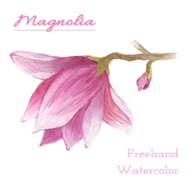 水彩花粉红色的木兰在一个白色的背景。隔离两花元素与包装图片下载