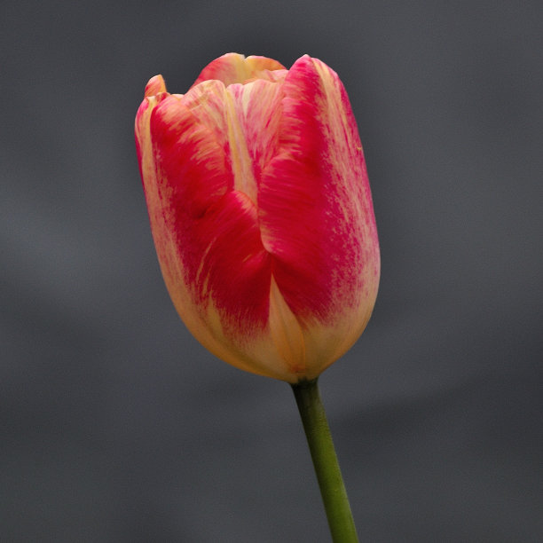 郁金香图片下载