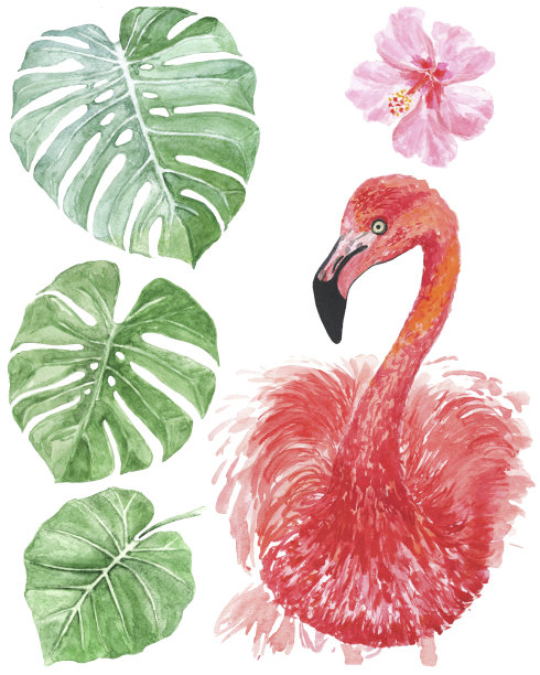 水彩火烈鸟与怪物的叶子图片下载