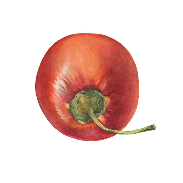 成熟的整个红色蕃茄果实(也称为树蕃茄，番茄塞拉诺，血果，贝伦耶拿和塔莫罗)。手绘植物水彩画插图孤立的白色背景图片下载