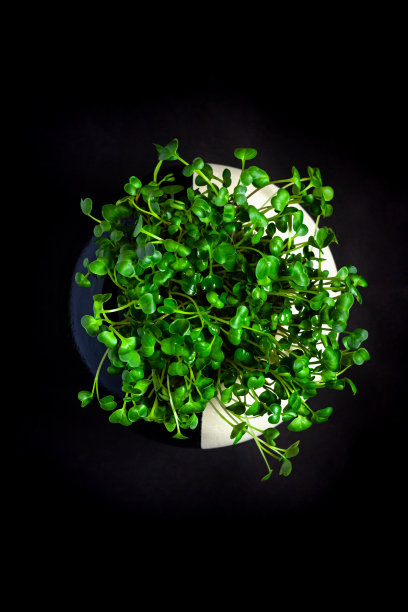 萝卜微绿色芽在球形黑白花盆顶视图孤立在黑色背景上。白萝卜从混凝土球中发芽图片下载