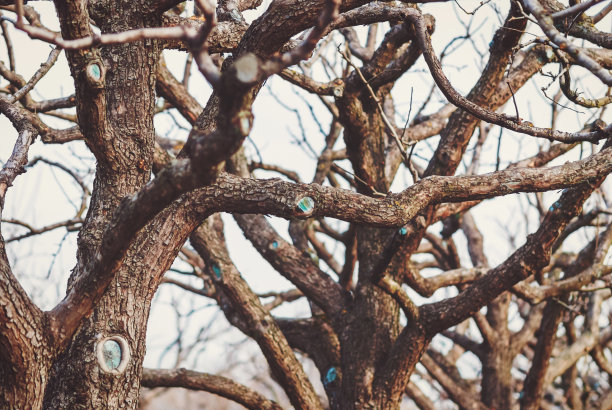 树枝歪斜的老果树在花园里没有叶子，老梨树在果园里图片下载