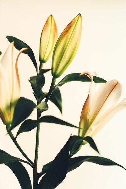 百合的中性色。平躺，俯视图。为文本复制空间。图片下载