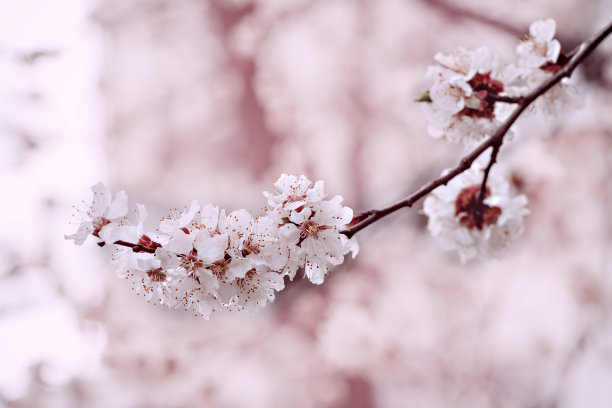 选择性集中于开花枝条。图片下载