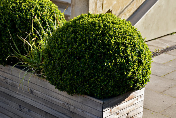 有小叶子的常绿灌木或乔木，原产于地中海。它被切成一个绿色的球的形状在一个木桶罐。金属格子地板图片下载