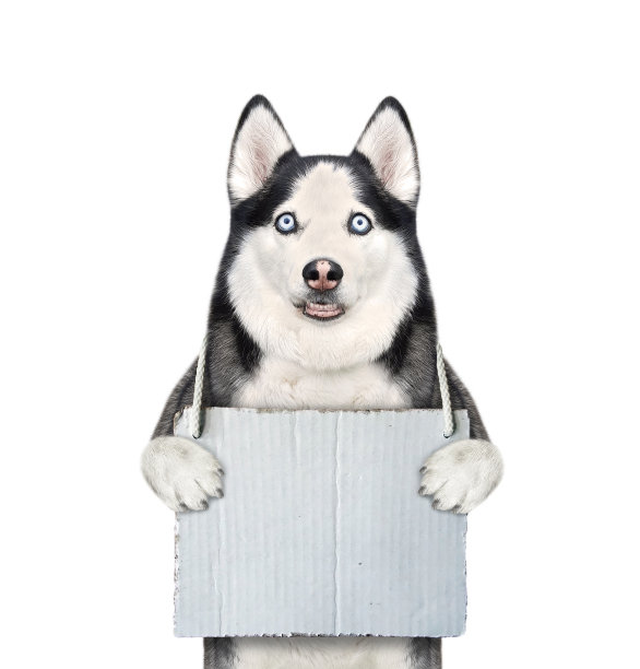 狗哈士奇的脖子上有一个空白的标志图片下载