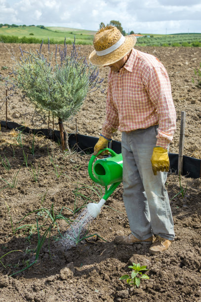 老农穿着工作服在田间用喷壶给有机菜园浇水。图片下载