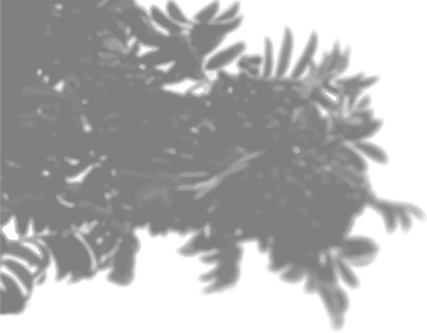 自然光在花楸枝上投射阴影图片下载