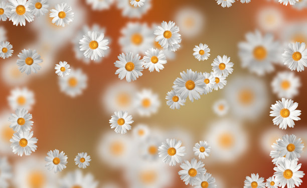 春夏装的概念。洋甘菊花图案背景。花图案设计，墙纸，织物。三维演示图片下载