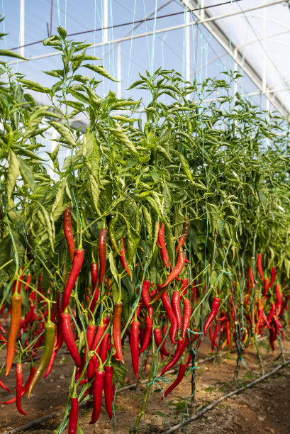 菜园里的红辣椒图片下载