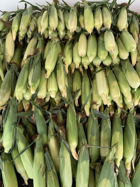 生玉米图片下载