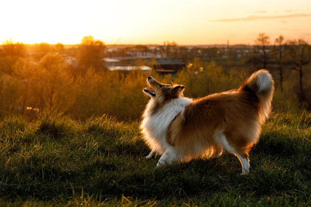 日落时活跃的狗。谢尔蒂-设得兰牧羊犬。图片下载