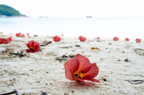 木槿开花，海木槿，海滩木槿，海岸木槿，或海岸杨木，孤立的白色背景图片下载