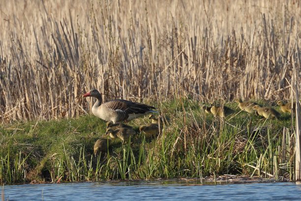 大雁携子图片下载