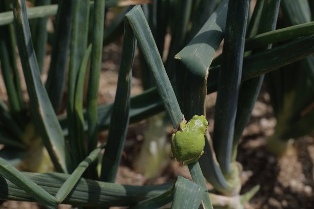 日本树蛙图片下载