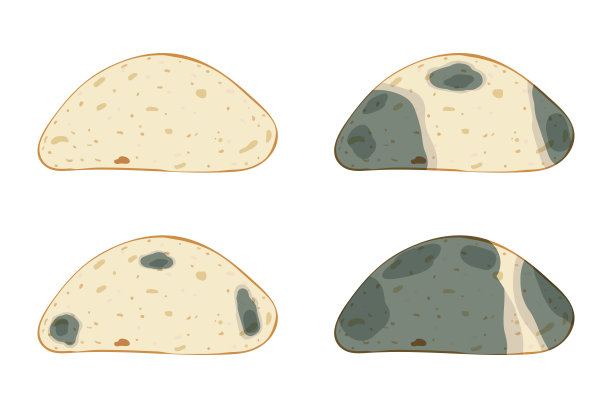 在面包上的霉菌，设置孤立的白色背景图片下载