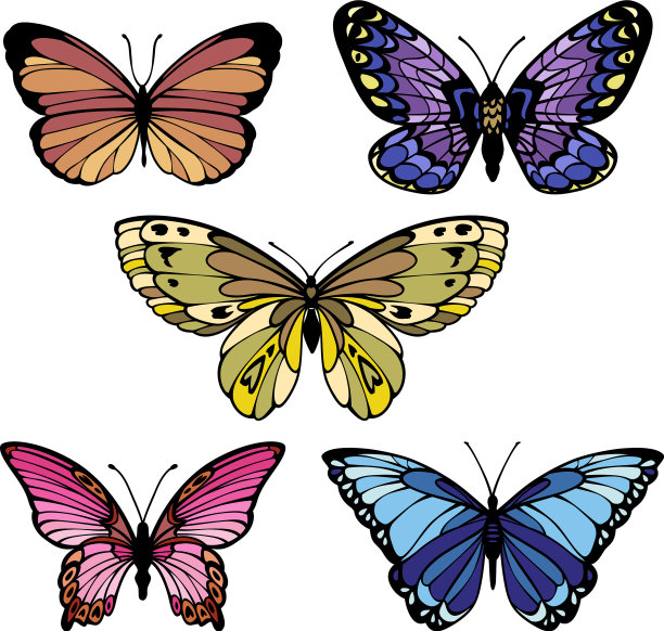 Set彩色鲜艳的蝴蝶图片下载