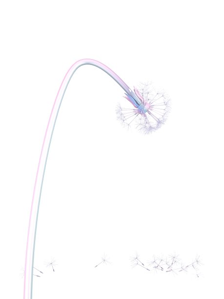 蒲公英散落在白色的叶子上图片下载