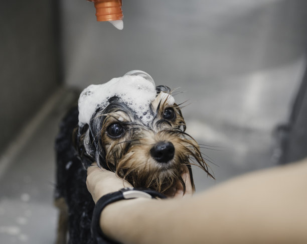 女人的手，美容师，把香波和泡沫倒在小可爱的大眼睛狗身上。有选择性的重点。图片下载