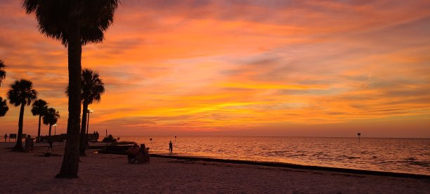 随着棕榈树的生长图片下载