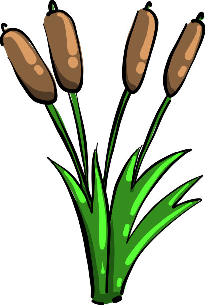 白色背景上的四根芦苇图片下载