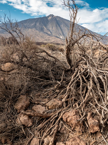 这是加纳利群岛特内里费岛泰德火山斜坡上岩石沙漠中枯死的树木的美丽图片图片下载