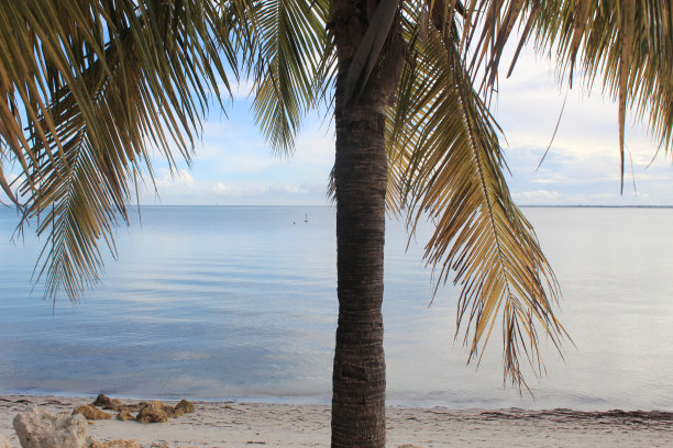 海岸边一棵长着绿色和黄色叶子的棕榈树图片下载