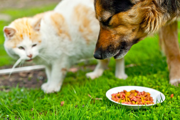 红色的猫和黑色的狗在绿色的草地上。图片下载