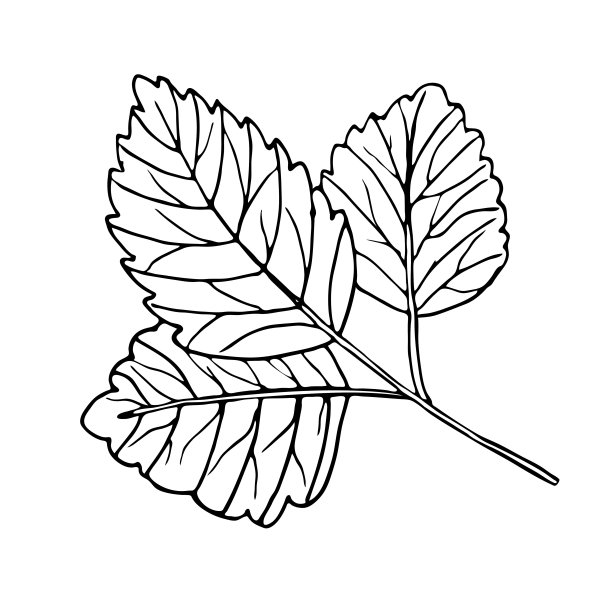 草莓叶片的植物媒介图解。水墨画涂鸦风格。图片下载