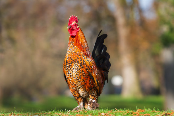 美丽多彩的装饰小公鸡。他有一把红色的梳子和一个裂片图片下载