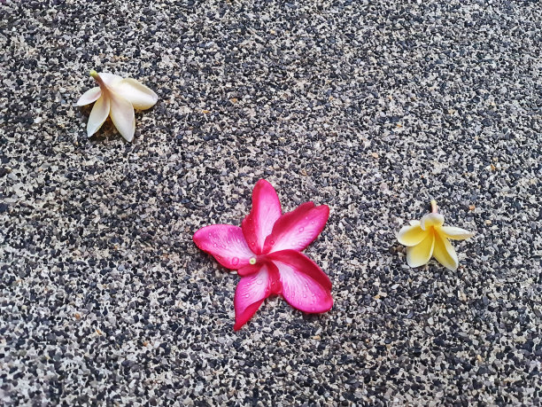 石质地板上粉红色和黄白色的花瓣图片下载