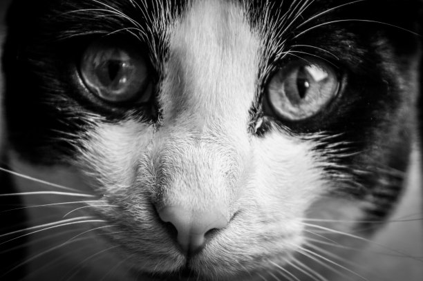 窄肖像的一个年轻的黑白猫在黑色和白色图片下载