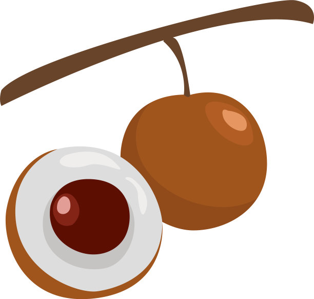 半只龙眼，白底图片下载