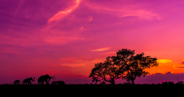 非洲野生动物的剪影。夕阳背景景观场景。田野上的一棵黑暗的树，壮观的日出。Safari的主题。图片下载